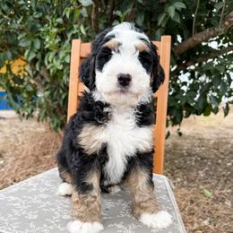 Badger - Tri-color male Bernedoodle puppy in San Antonio, Texas from Cariad Doodles
