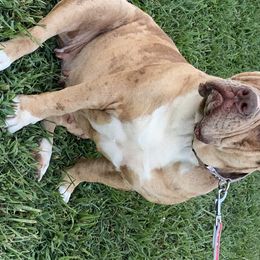 Alapaha Blue Blood Bulldogs from Old Dominion Kennels