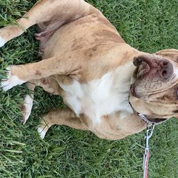 Alapaha Blue Blood Bulldogs from Old Dominion Kennels