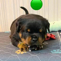 Green collar - Black and mahogany male Rottweiler puppy in Cleveland, Tennessee from Thomas Rotts