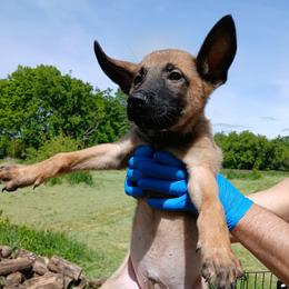 Boy 3 - Fawn sable male Belgian Malinois puppy in Marshall, Michigan from Dream K9