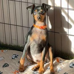 Remi - Orange Collar Male - Black and rust male Miniature Pinscher puppy in Wayland, Michigan from DeLeeuw Family Miniature Pinschers