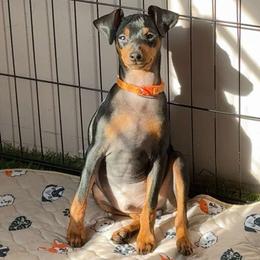Remi - Orange Collar Male - Black and rust male Miniature Pinscher puppy in Wayland, Michigan from DeLeeuw Family Miniature Pinschers