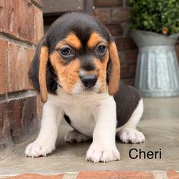 Cheri - Black tan and white female Beagle puppy in Mansfield, Missouri from Rippee Creek Kennel