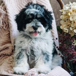 Bordreaux - Parti male Schnoodle puppy in Grove, Oklahoma from Grand Lake Poodles & Doodles