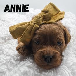 Annie - Red  female Goldendoodle puppy in Eagle Mountian, Utah from The Puppy Family