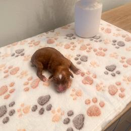 Dipper - Red male Cavapoo puppy in Tolleson, Arizona from Pixie Dust Cavaliers