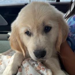 Liberty (Blue collar) - Light golden male Golden Retriever puppy in Gainesville, Florida from Heart and Soul Dog Breeding, Inc.