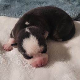 Boy 3 - male Pomsky puppy in Waddell, Arizona from Winsome Pomskies