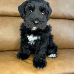 Miniature Schnauzer Puppies from Bearded Besties of Alabama