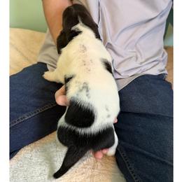 Basset Hound Puppies from Liberty Bassets