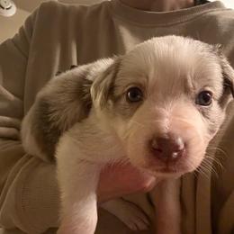 Tanner boy - Lilac merle male Border Collie puppy in Fairview, Tennessee from Hoffman Forest Acres LLC