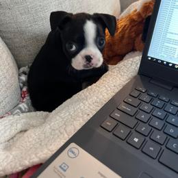 Boston Terrier Puppies from Baldwins Boston Terriers