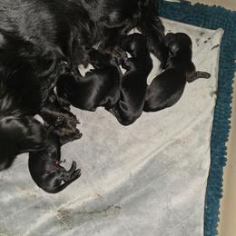 Blk boy 1 - Black male Dachshund puppy in Port Charlotte, Florida from Vicki's Dachshund Crossing