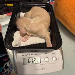 Sweetheart - Cream female Dachshund puppy in Irving, Texas from DFW Dachshunds by G & S