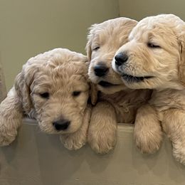 Goldendoodle and Golden Retriever Puppies from Golden Retrievers and Doodles from Heaven