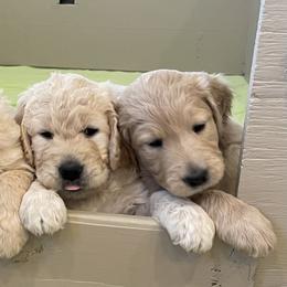 Goldendoodle and Golden Retriever Puppies from Golden Retrievers and Doodles from Heaven