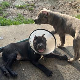 Black Solid - Black female Cane Corso puppy in Vancleave, Mississippi from TopNotch Corsos