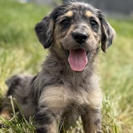 Goldendoodle and Labradoodle Puppies from Rising Star Doodles