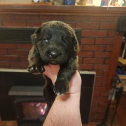 Waldo - Sable male German Shepherd puppy in Hope, Idaho from Fyrestorm Shepherds