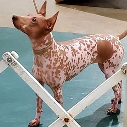 American Hairless Terriers from Webb's Dogs