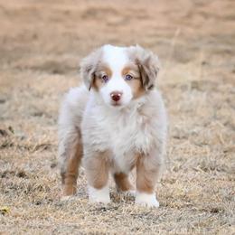 Raider - Red merle male Miniature American Shepherd puppy in Snyder, Texas from RLA Miniature American Shepherds