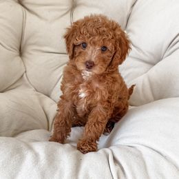 Girl 1 - Red  Poodle puppy in Orem, Utah from Daphne's Dozen