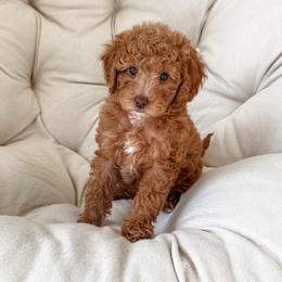 Girl 1 - Red  Poodle puppy in Orem, Utah from Daphne's Dozen
