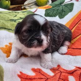 Blue and White Female 2 - Blue and white female Shih Tzu puppy in Oakville, Washington from Garrard Creek Shih Tzus