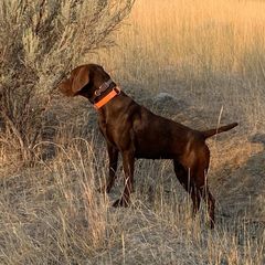 Pudelpointers from Down River Gun Dogs