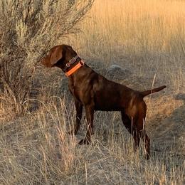 Pudelpointers from Down River Gun Dogs