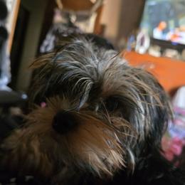 Girl 1 - Black and tan female Yorkshire Terrier puppy in Spokane, Washington from Dana's Yorkies