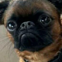 Andy - Brussels Griffon