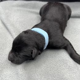 Boy3-L blue - Black male German Shepherd puppy in Sharon Grove, Kentucky from Julie’s Shepherds