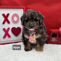Comet-Gray collar - Blue merle male Bernedoodle puppy in Summerville, South Carolina from Channys Doodles