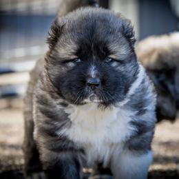 Caucasian Shepherd Dog Puppies from Sila V Krovi