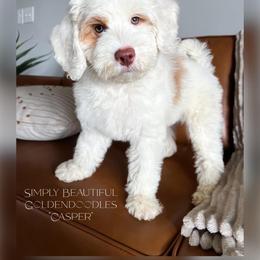 Casper - Goldendoodle