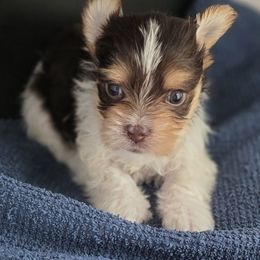 Boy 2 - Chocolate, tan and white male Yorkshire Terrier puppy in White Pigeon, Michigan from Kathys Yorkie and Shih-tzu Cuties