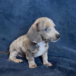 Tornado - Dapple female Dachshund puppy in Escalon, California from Dashing Dachshunds RF