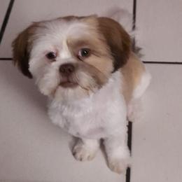 Boy 1 - Liver and white male Shih Tzu puppy in Orange Park, Florida from Sweetz Kennelz