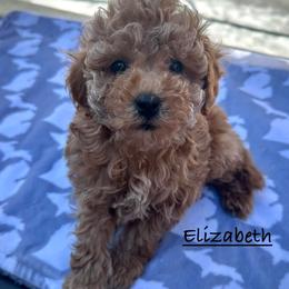 Elizabeth - Apricot female Poodle puppy in Traverse City, Michigan from Riyem Wildflower Farms