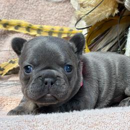 Martha - Blue female French Bulldog puppy in Miami, Oklahoma from Cassie’s Frenchie Palace