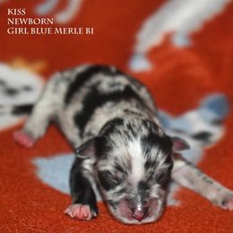 Kiss - Blue merle female Miniature Australian Shepherd puppy in Patterson, North Carolina from DreamLine Aussies