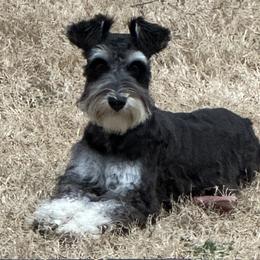 Sadie Jo - Miniature Schnauzer