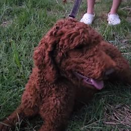 Cleo - Poodle