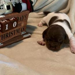 Cookie - Piebald female Dachshund puppy in Corona, Ca Hemet, Ca Surpise, Arizona from Over The Moon Dachshunds