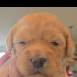 Dior - Cream female Goldendoodle puppy in Red Oak, Iowa from Fisher Pups-Stay Golden with a Doodle