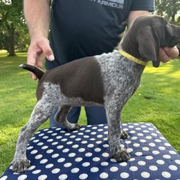 German Shorthaired Pointer All Grown Up from Vought's GSP Pups