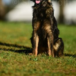 Rain - Sable female German Shepherd puppy in Clarkrange, Tennessee from Vom Wolff