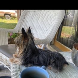 Yiska - Yorkshire Terrier